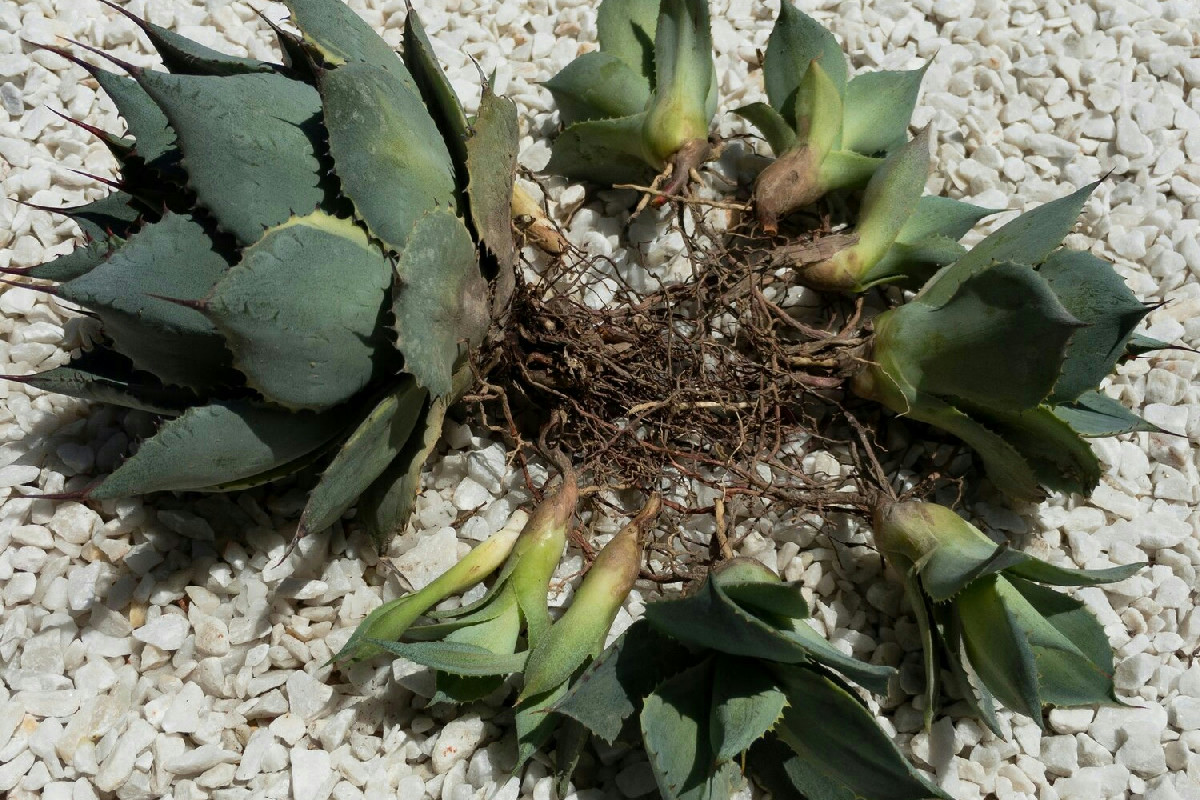 3 campanelli d'allarme nelle piante grasse segnalano il marciume imminente