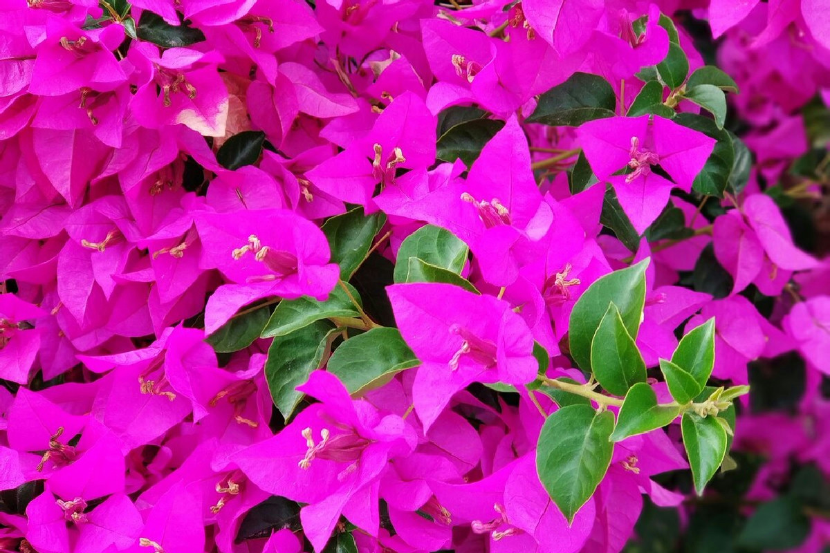 3 mosse vincenti che rilanciano la fioritura di ogni bouganville trascurata dal giardiniere
