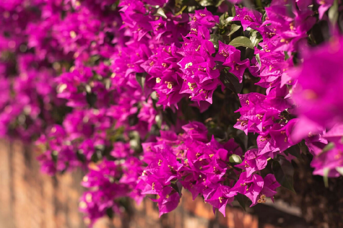 3 mosse vincenti che rilanciano la fioritura di ogni bouganville trascurata dal giardiniere