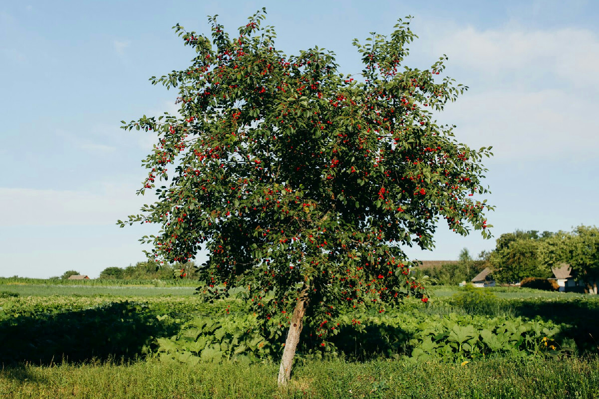 Alberi da frutto ideali per giardini privati: varietà che garantiscono raccolti abbondanti e continui