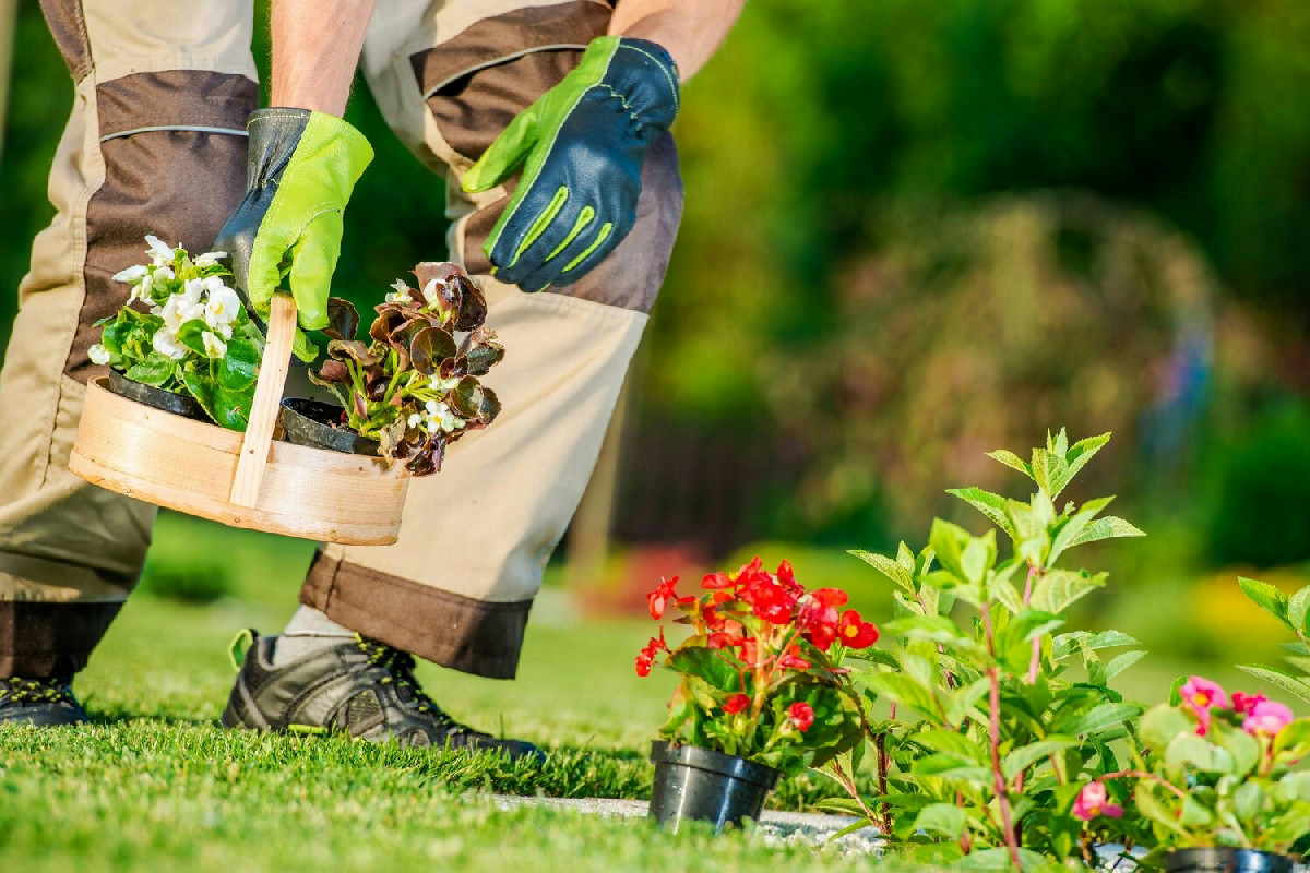 Azioni efficaci per migliorare la salute delle piante e facilitare il giardinaggio in casa e in giardino