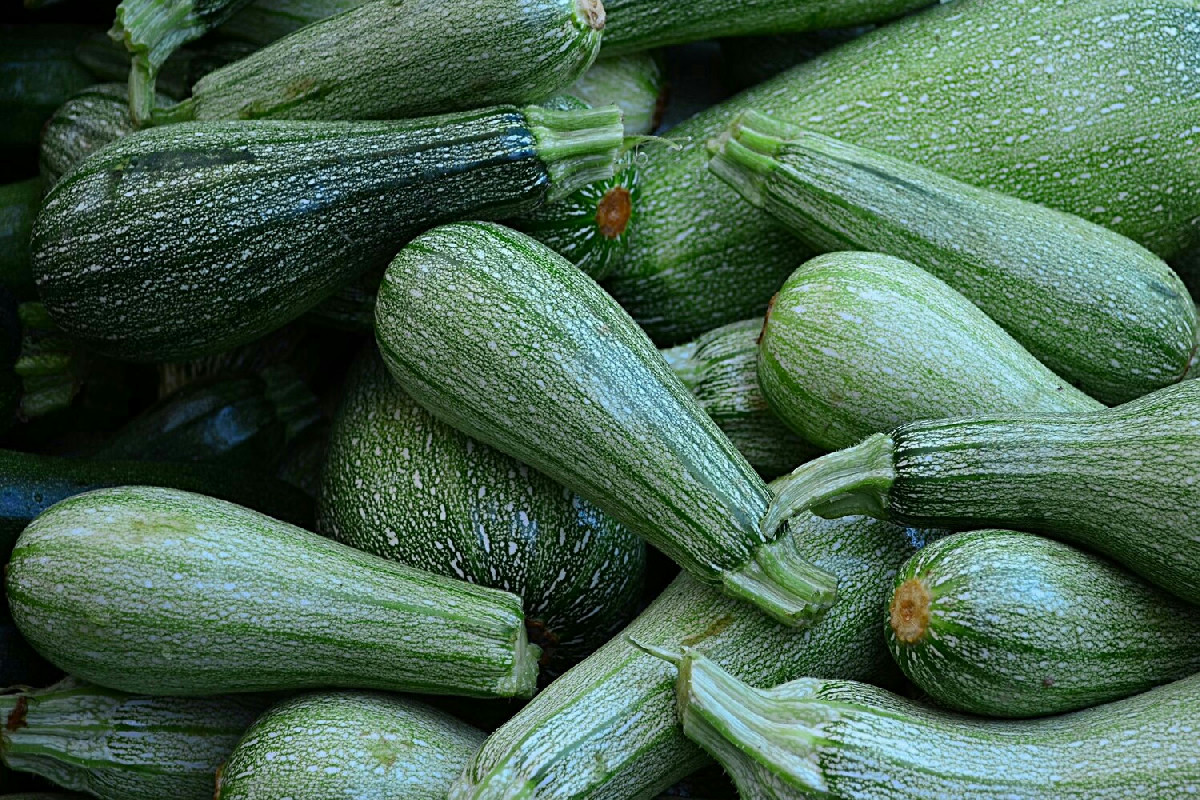La cenere come alleata per la crescita delle zucchine in un orto rigoglioso e sano