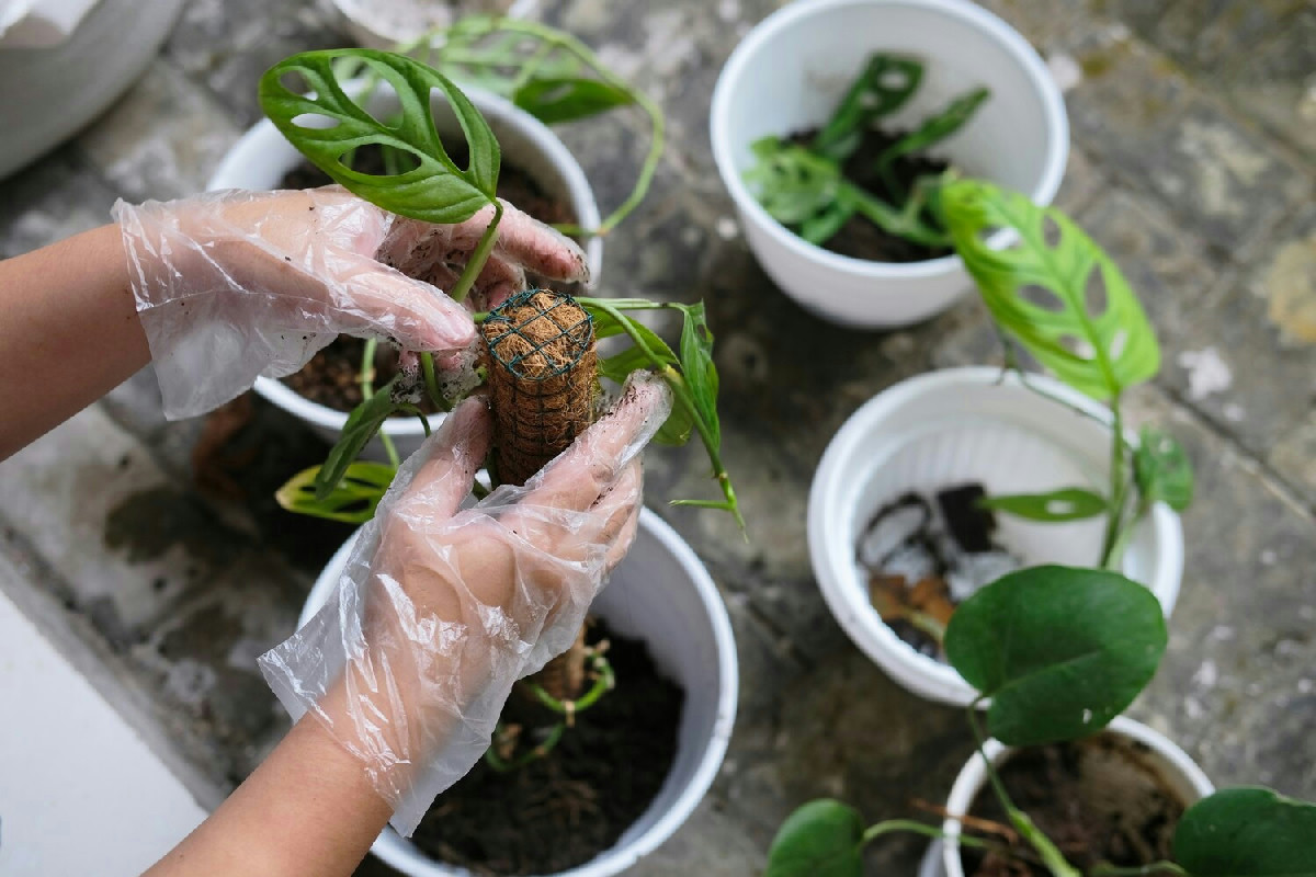Il ciclo vitale delle piante: processi naturali che regolano nascita, crescita e fioritura rigogliosa
