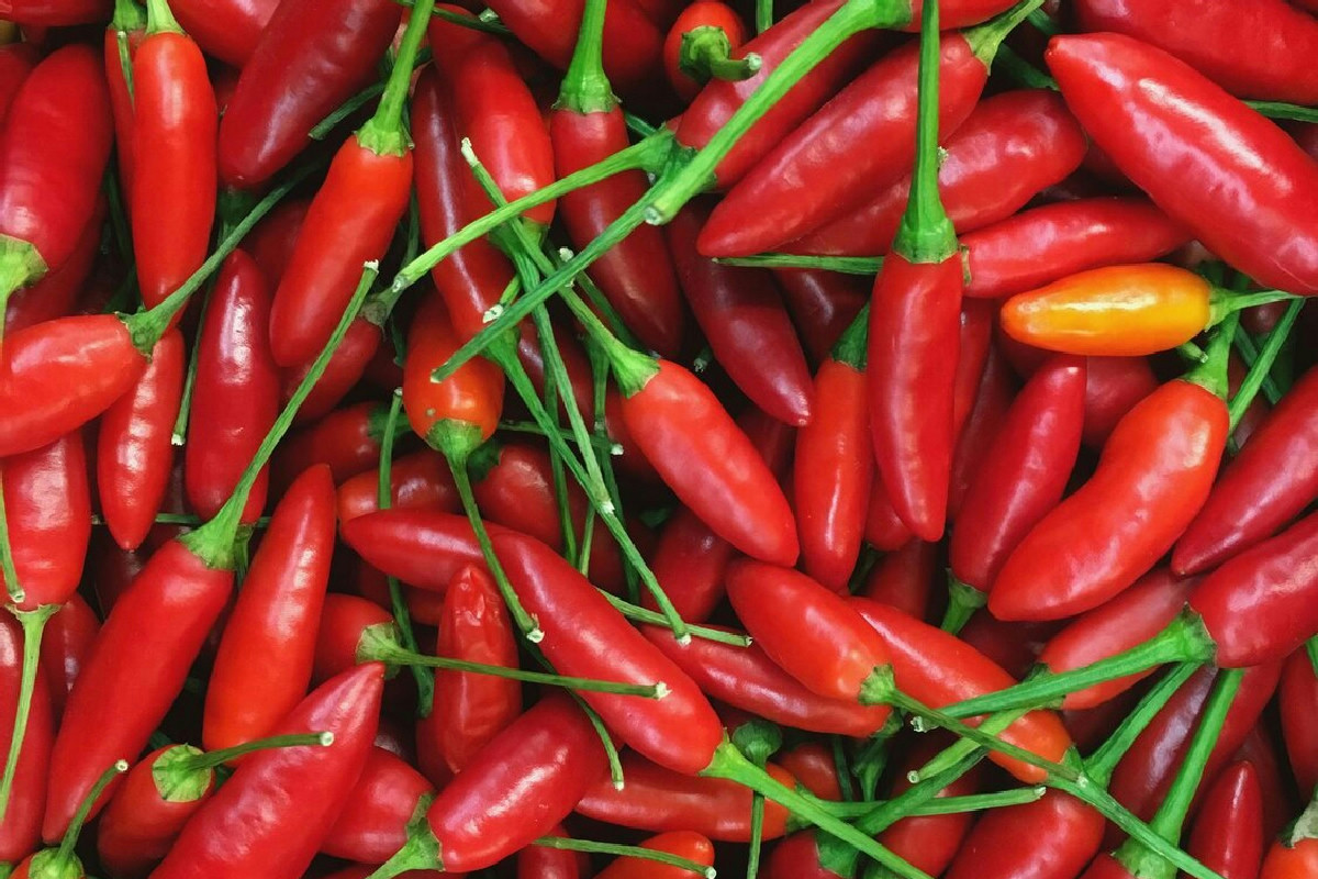 Coltivare peperoncini piccanti rigogliosi: consigli per piante sane in vaso e giardino tutto l’anno