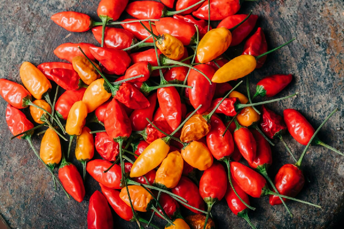 Coltivare peperoncini piccanti rigogliosi: consigli per piante sane in vaso e giardino tutto l’anno