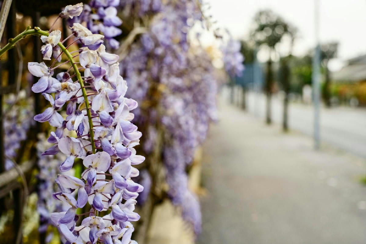 Coltivazione del glicine in vaso per ottenere cascate rigogliose di fiori lilla sui balconi
