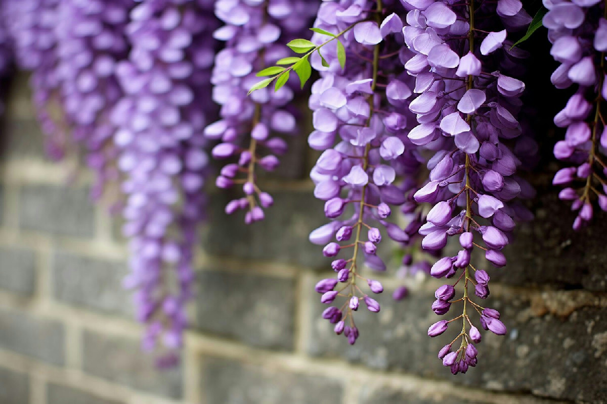 Coltivazione del glicine in vaso per ottenere cascate rigogliose di fiori lilla sui balconi