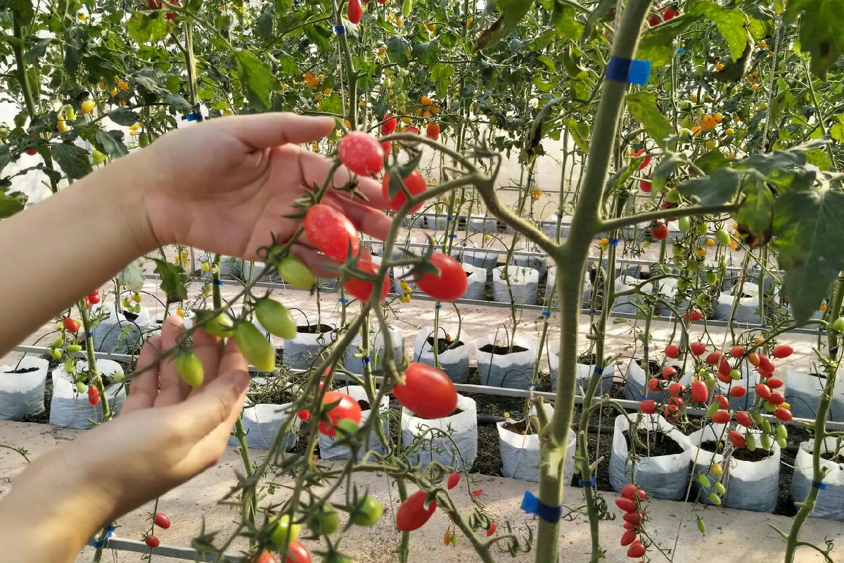 Coltivazione del pomodoro: dalla preparazione del terreno al raccolto abbondante nel giardino di casa