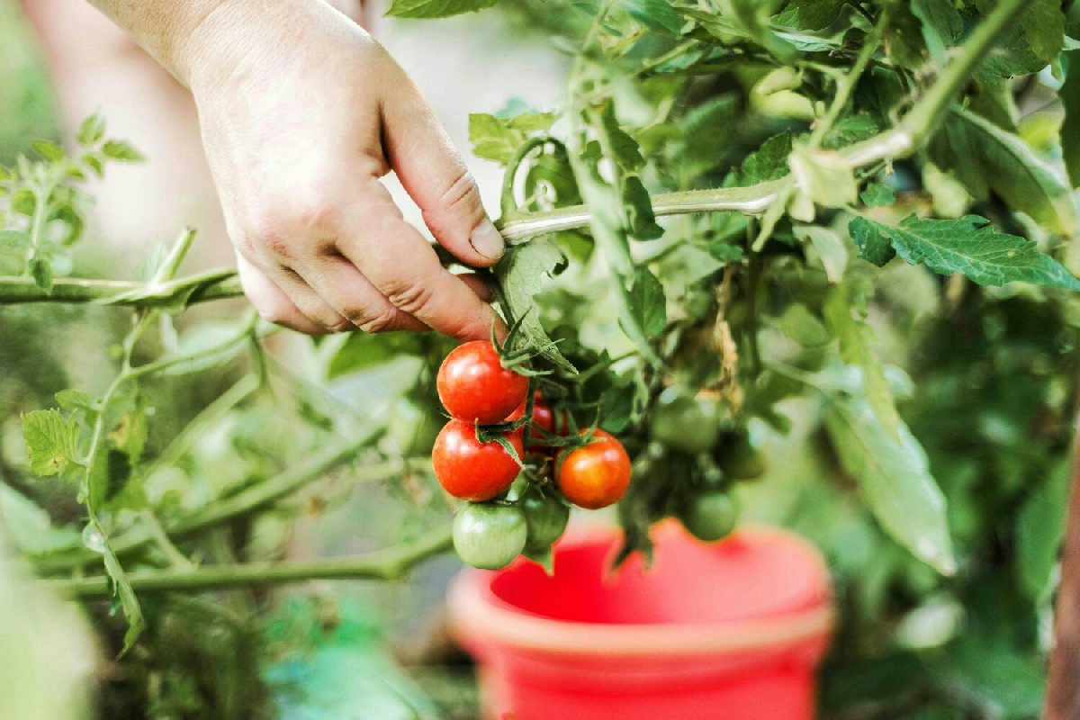 Coltivazione del pomodoro: dalla preparazione del terreno al raccolto abbondante nel giardino di casa