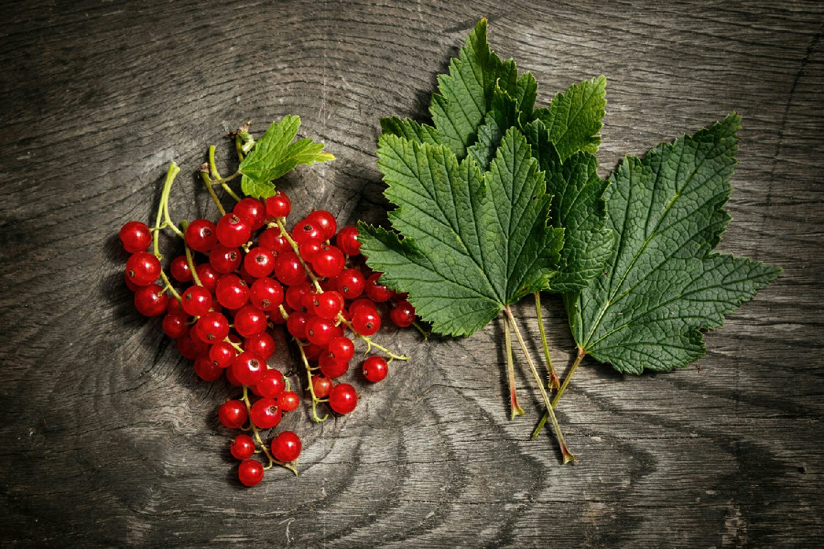 Coltivazione del ribes rosso: guida pratica per ottenere frutti succosi e abbondanti in giardino