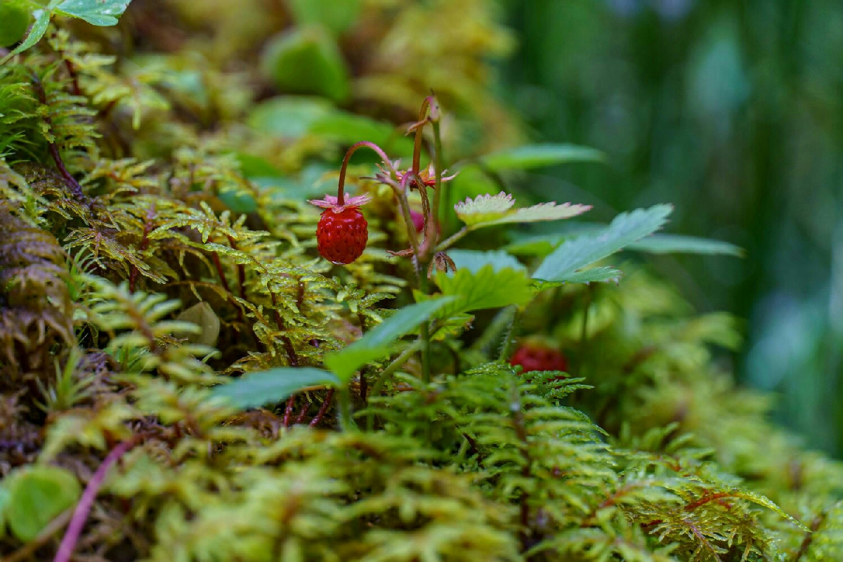 Come creare una foresta di frutti e piante spontanee per gustare una natura rigogliosa