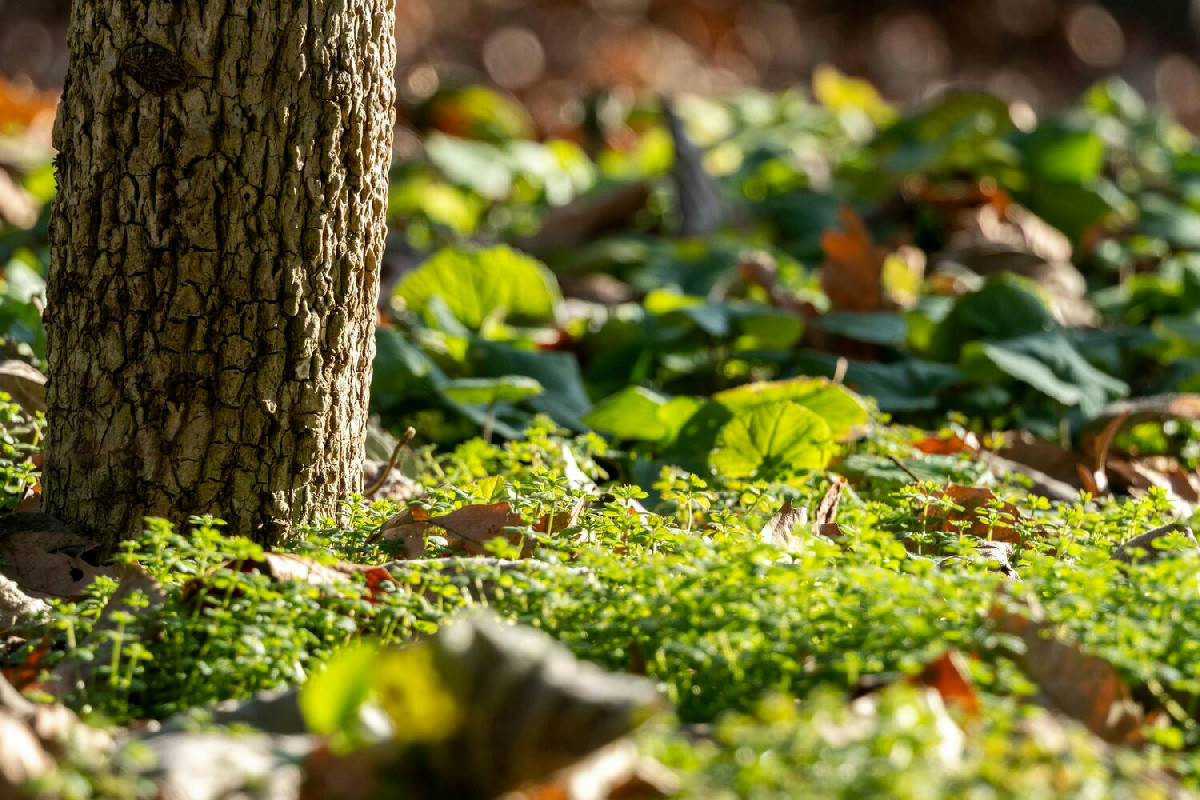Come creare una foresta di frutti e piante spontanee per gustare una natura rigogliosa