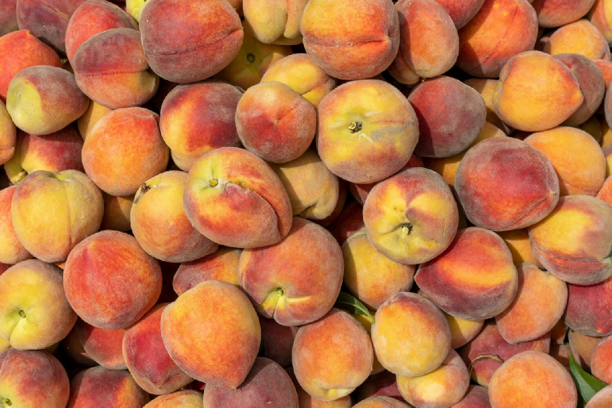 Cosa serve sapere per far fiorire e fruttificare il pesco: guida per alberi rigogliosi e sani