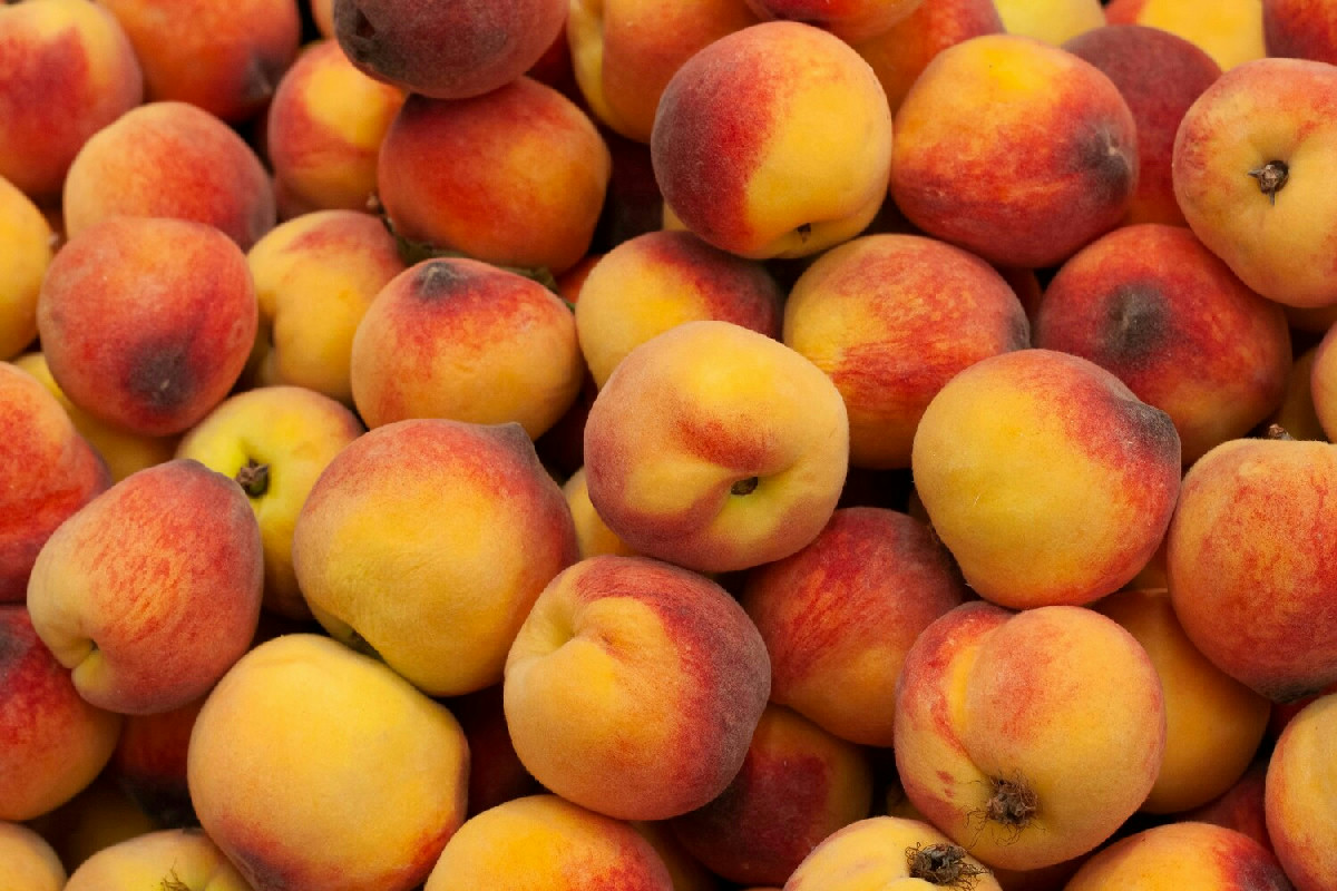 Cosa serve sapere per far fiorire e fruttificare il pesco: guida per alberi rigogliosi e sani