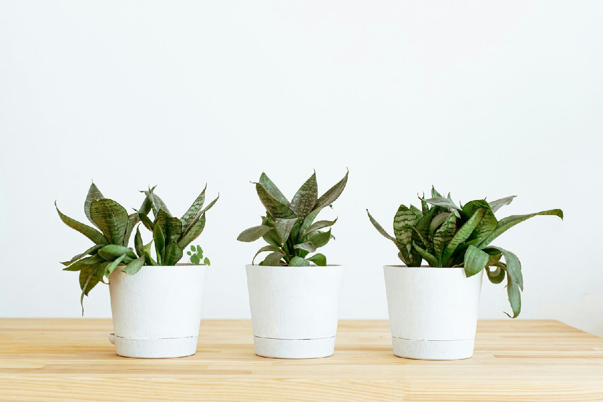 Disporre le piante in vaso con ordine per creare composizioni equilibrate e valorizzare ogni ambiente