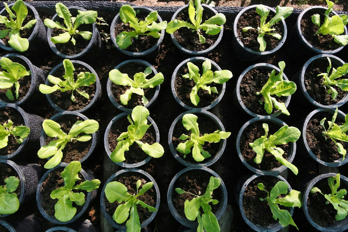 Le migliori piantine da orto per coltivazioni rigogliose: guida per ottenere raccolti sani e abbondanti