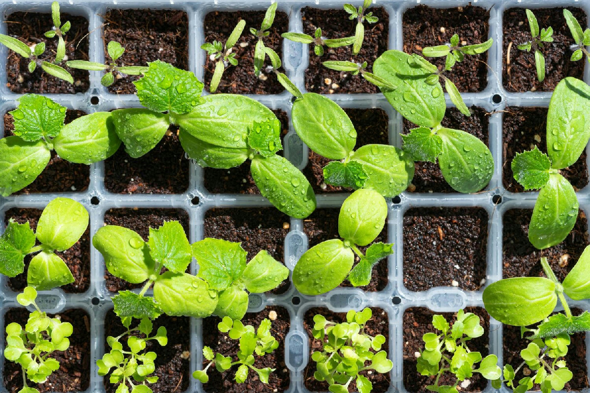 Le migliori piantine da orto per coltivazioni rigogliose: guida per ottenere raccolti sani e abbondanti