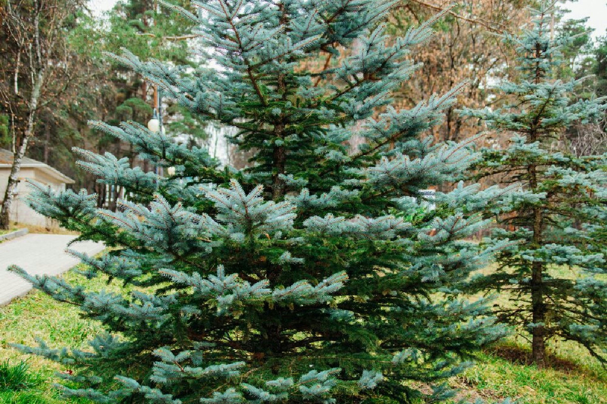 Il modo corretto per decorare l’abete all’aperto e proteggerlo da freddo e vento intenso
