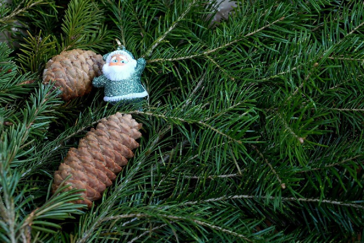 Il modo corretto per decorare l’abete all’aperto e proteggerlo da freddo e vento intenso