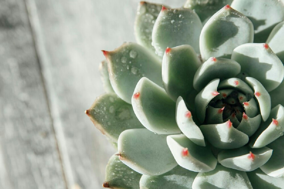 Perché alcune piante in casa restano verdi anche con poca acqua e tanto sole?