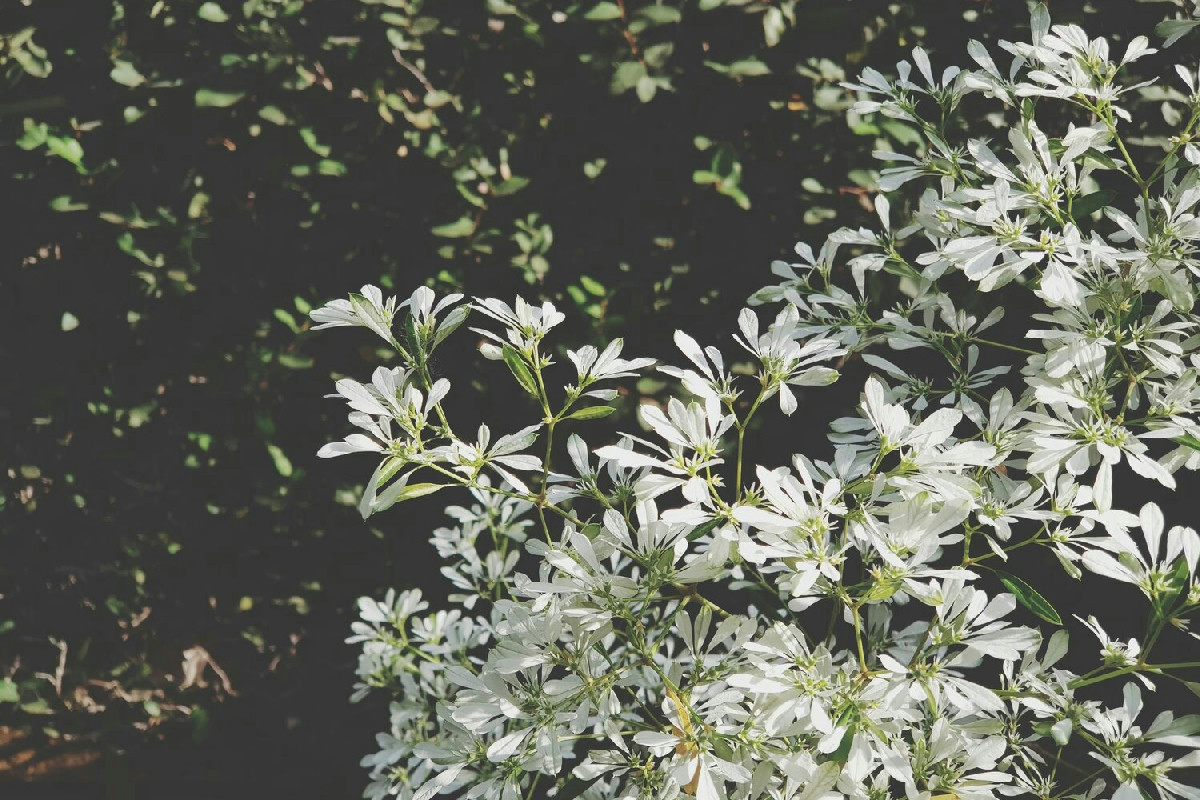 Piante con fiori bianchi che incantano l’inverno: un’alternativa all’abete tradizionale