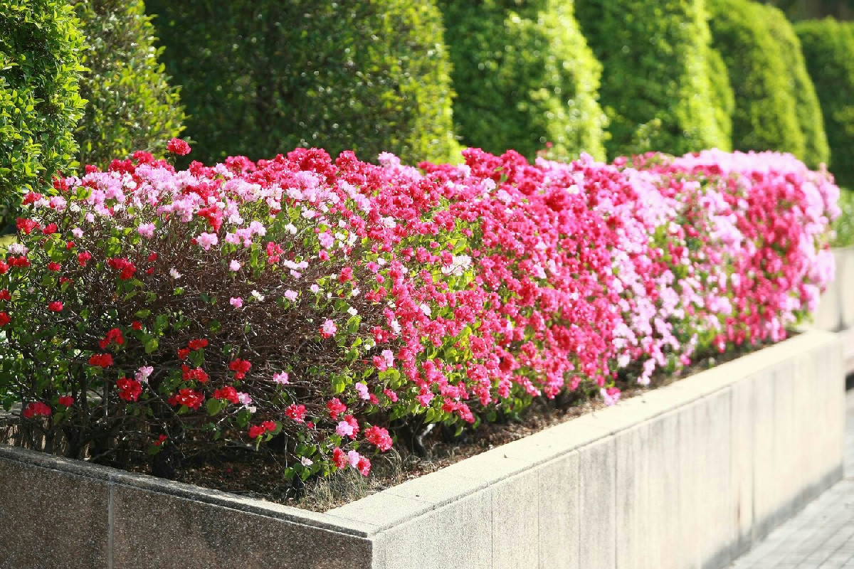 Piante ideali per aiuole colorate e rigogliose tutto l’anno senza necessità di cure costanti