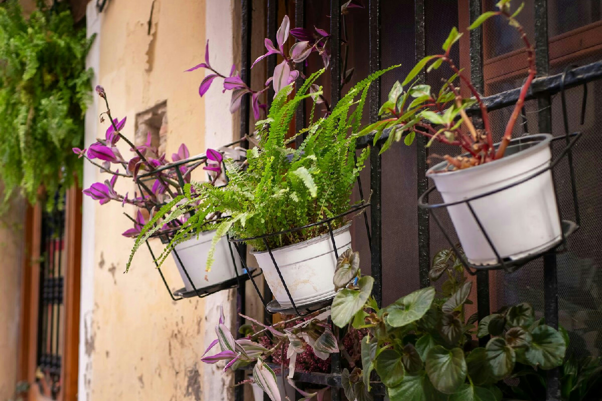 Piante ideali per balconi: varietà colorate che donano vivacità e creano un angolo verde unico