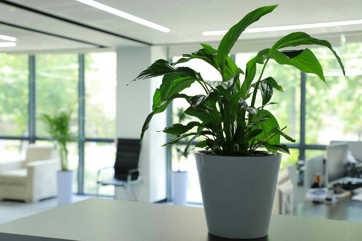Piante ideali per ufficio: come valorizzare gli spazi di lavoro migliorando clima e ambiente moderno