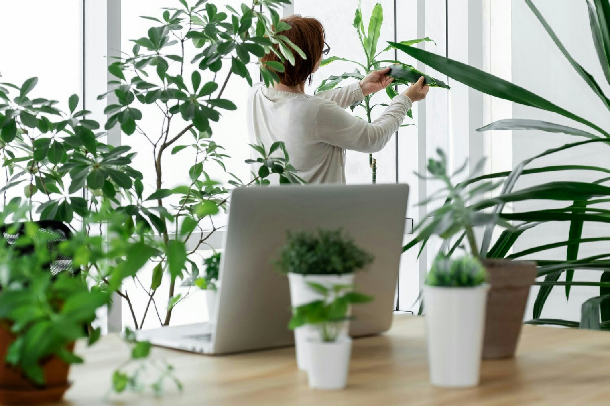 Piante ideali per ufficio: come valorizzare gli spazi di lavoro migliorando clima e ambiente moderno