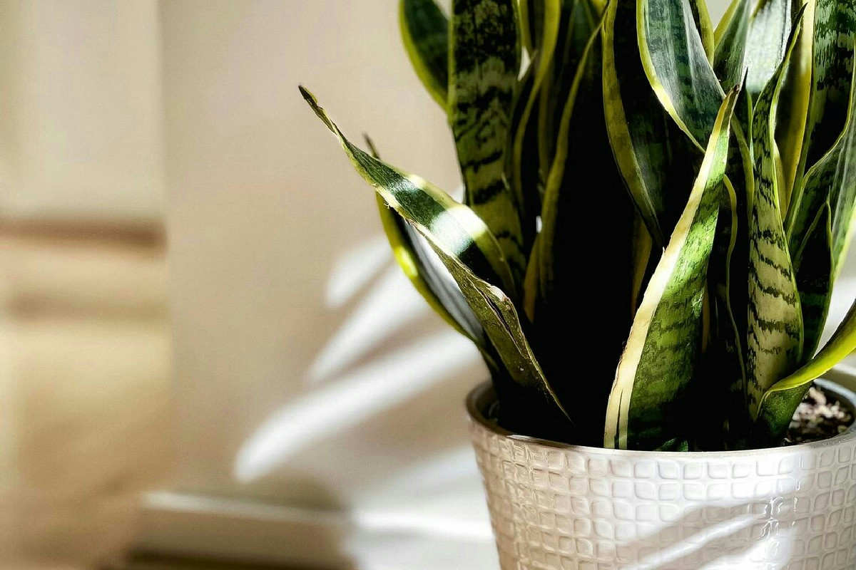 Piante per migliorare l’aria in casa: la sansevieria tra estetica e purificazione naturale efficace
