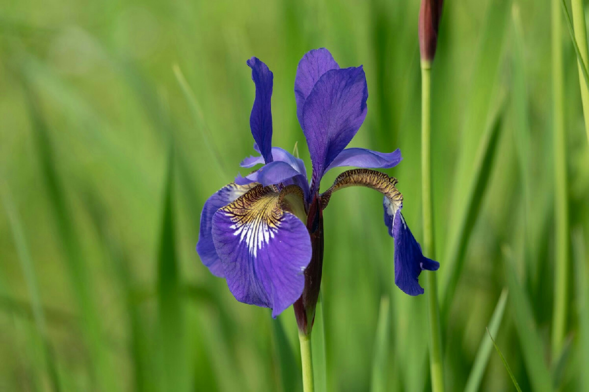 Quali piante uniscono la lunga durata delle perenni alla rapidità delle annuali in giardino