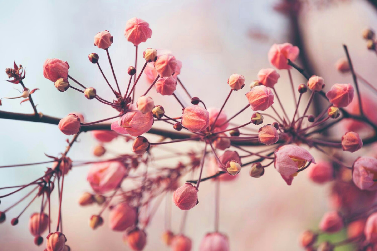 Quando avviene la riproduzione delle piante: meccanismi e dinamiche della fioritura naturale