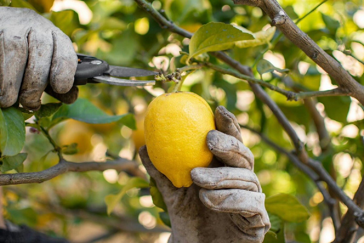 Quando è il momento migliore per potare il limone e mantenere sani e rigogliosi i frutti in giardino