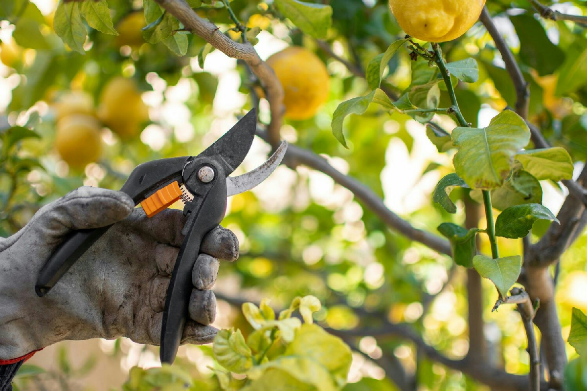 Quando è il momento migliore per potare il limone e mantenere sani e rigogliosi i frutti in giardino