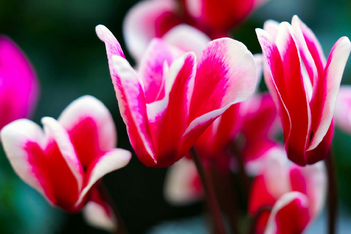 Segreti per mantenere i ciclamini rigogliosi evitando gli errori più comuni nell’irrigazione