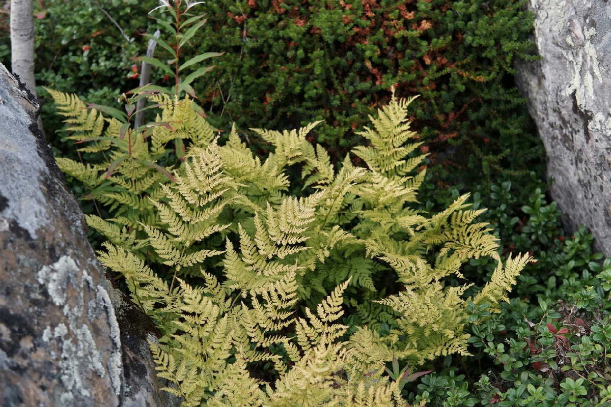 Il segreto naturale della foresta monsonica per coltivare piante esotiche rigogliose in casa