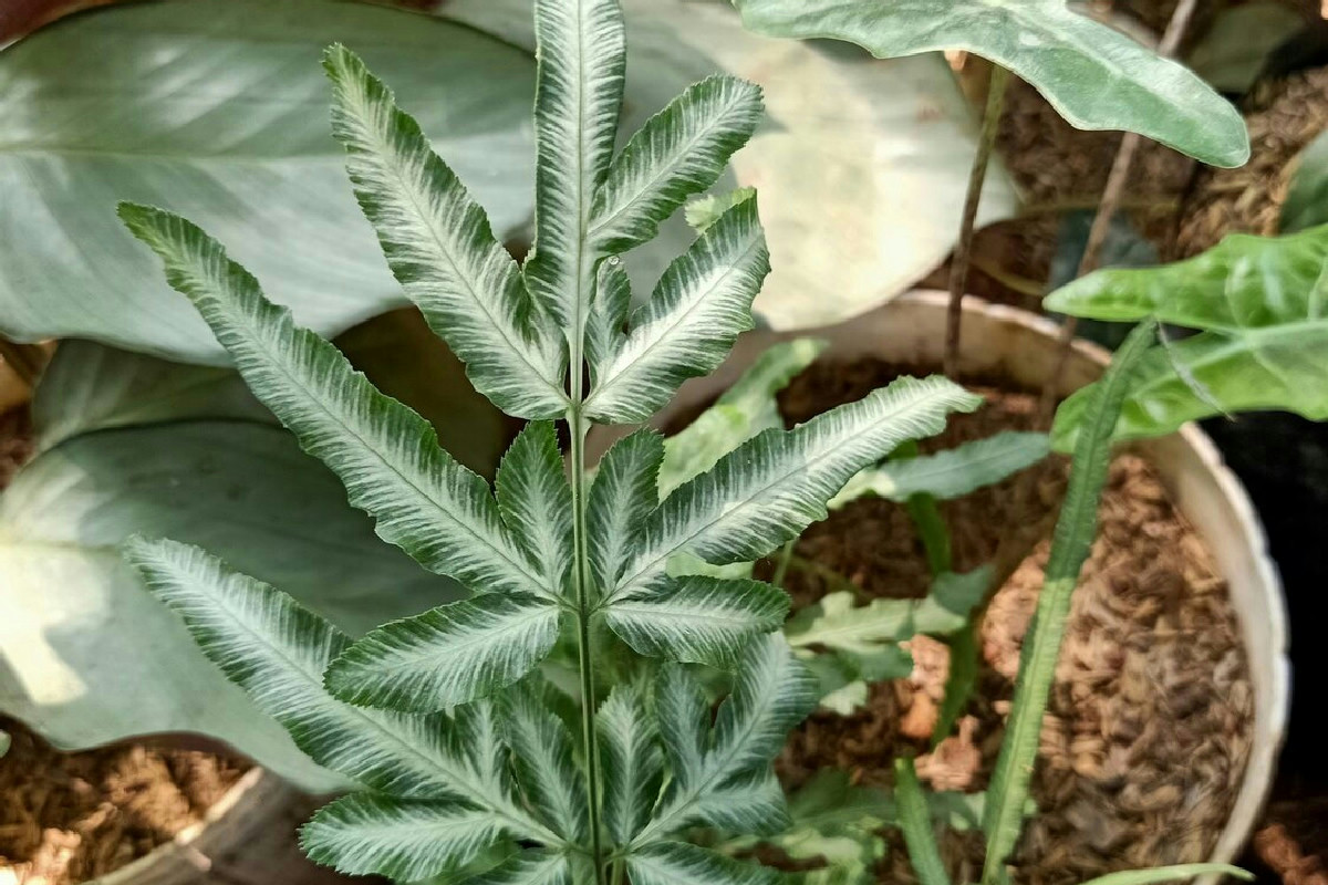 Il segreto naturale della foresta monsonica per coltivare piante esotiche rigogliose in casa