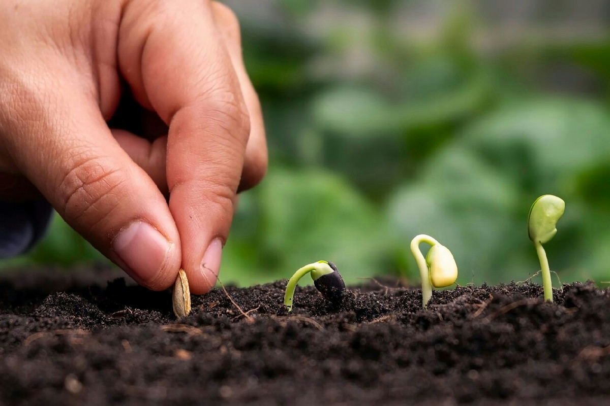 Seminare a dicembre: quali colture scegliere per un orto invernale organizzato e produttivo