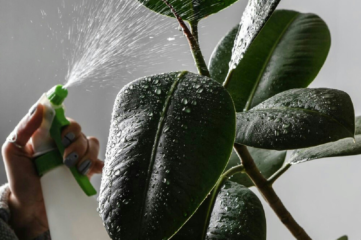 Semplice rimedio naturale per eliminare gli acari dalle piante con ingredienti economici e sicuri