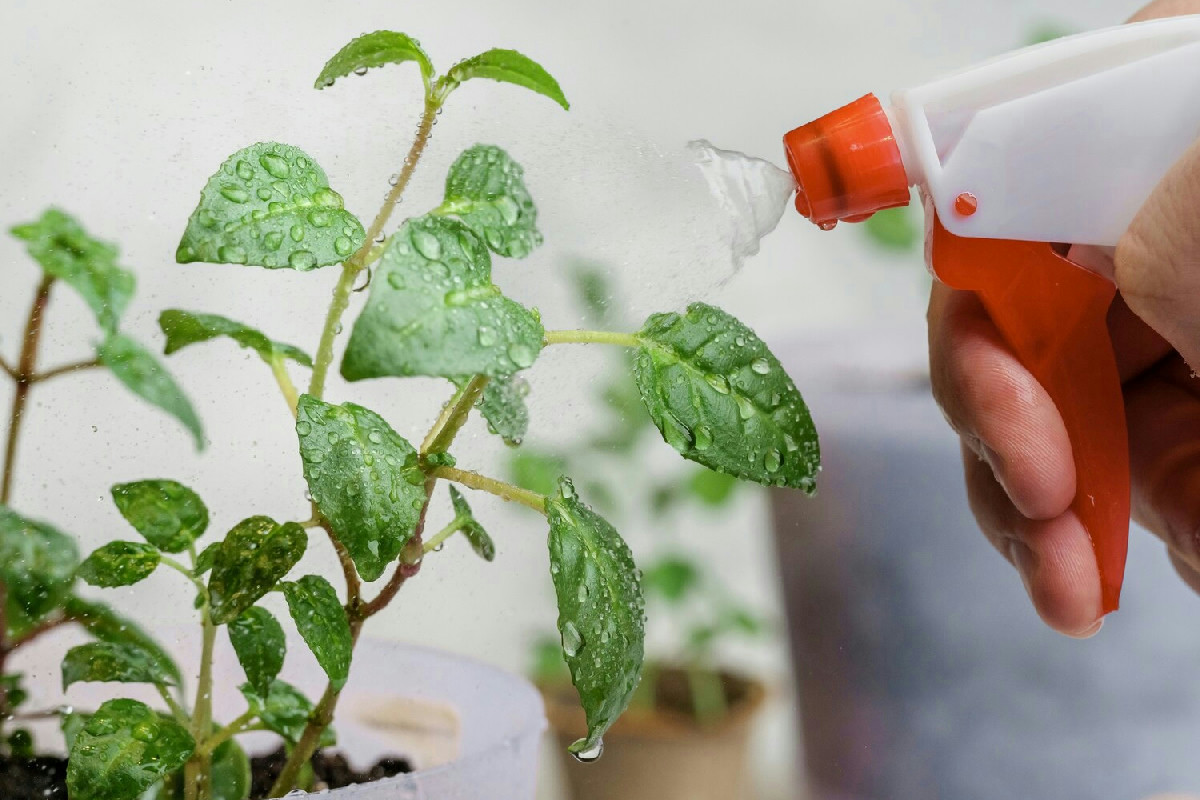 Semplice rimedio naturale per eliminare gli acari dalle piante con ingredienti economici e sicuri