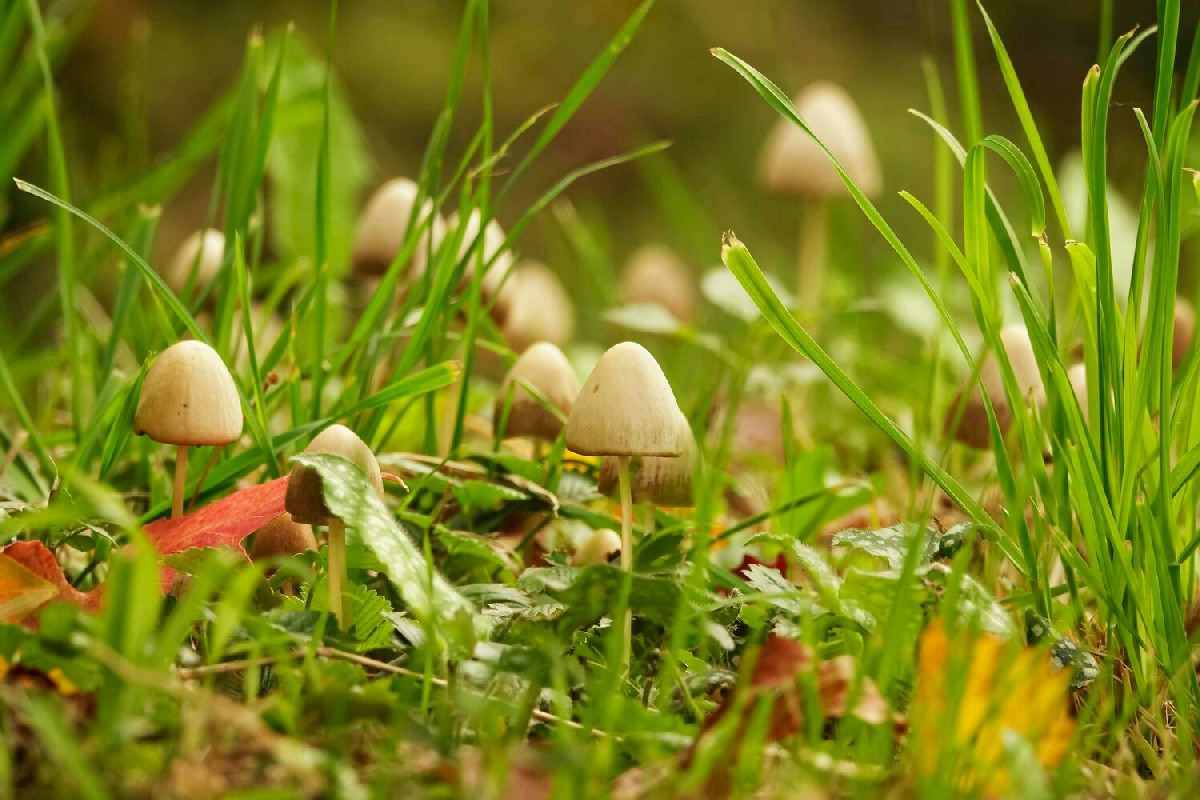 Strategie efficaci per eliminare i funghi dal prato e mantenere il giardino sempre rigoglioso e sano