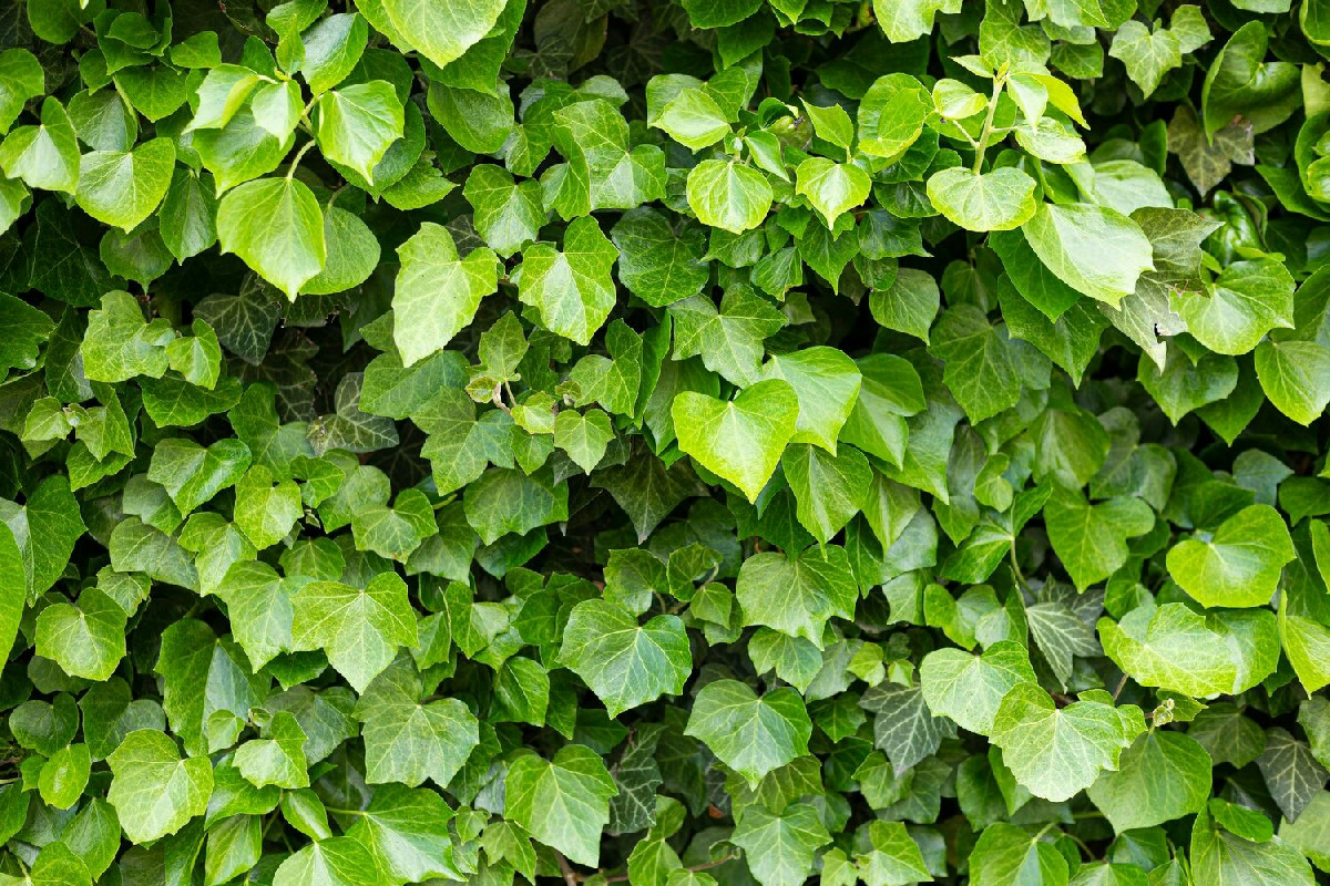 Strategie efficaci per mantenere un giardino rigoglioso e curato durante tutte le stagioni dell’anno