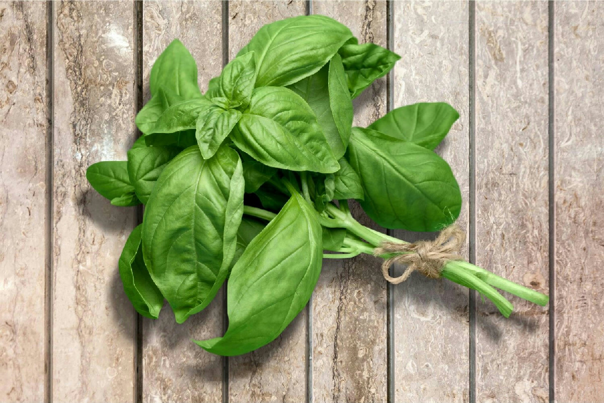 Tagliare le foglie di basilico nei momenti ideali per mantenerlo fresco, aromatico e ricco di sapore