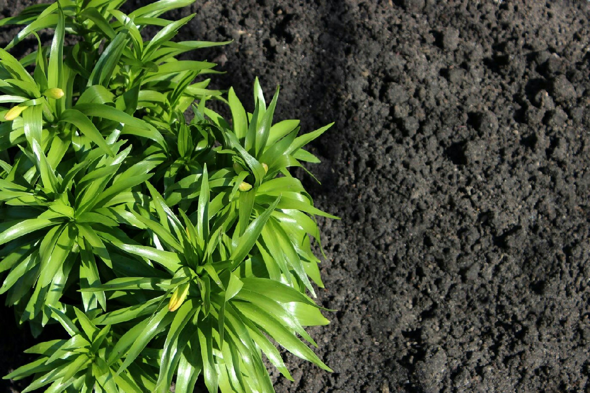 Terreno acido nel giardino: come ripristinare vigore e favorire la crescita delle piante